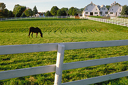 Horse Farm